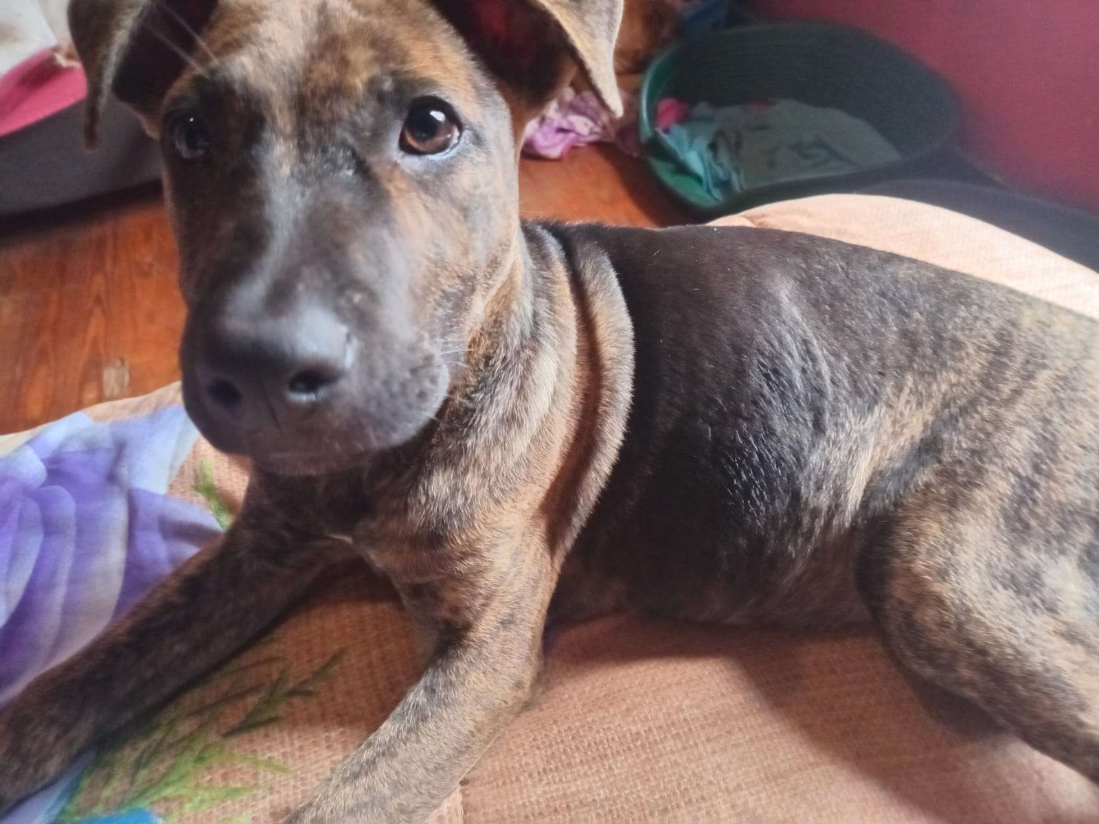Ava