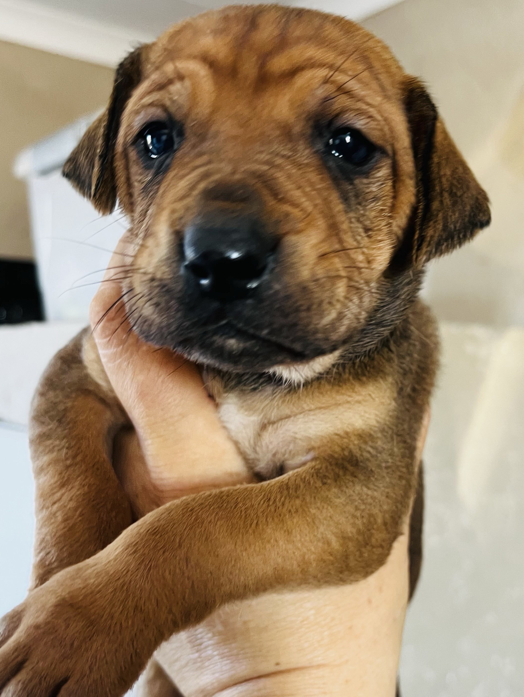 Nala