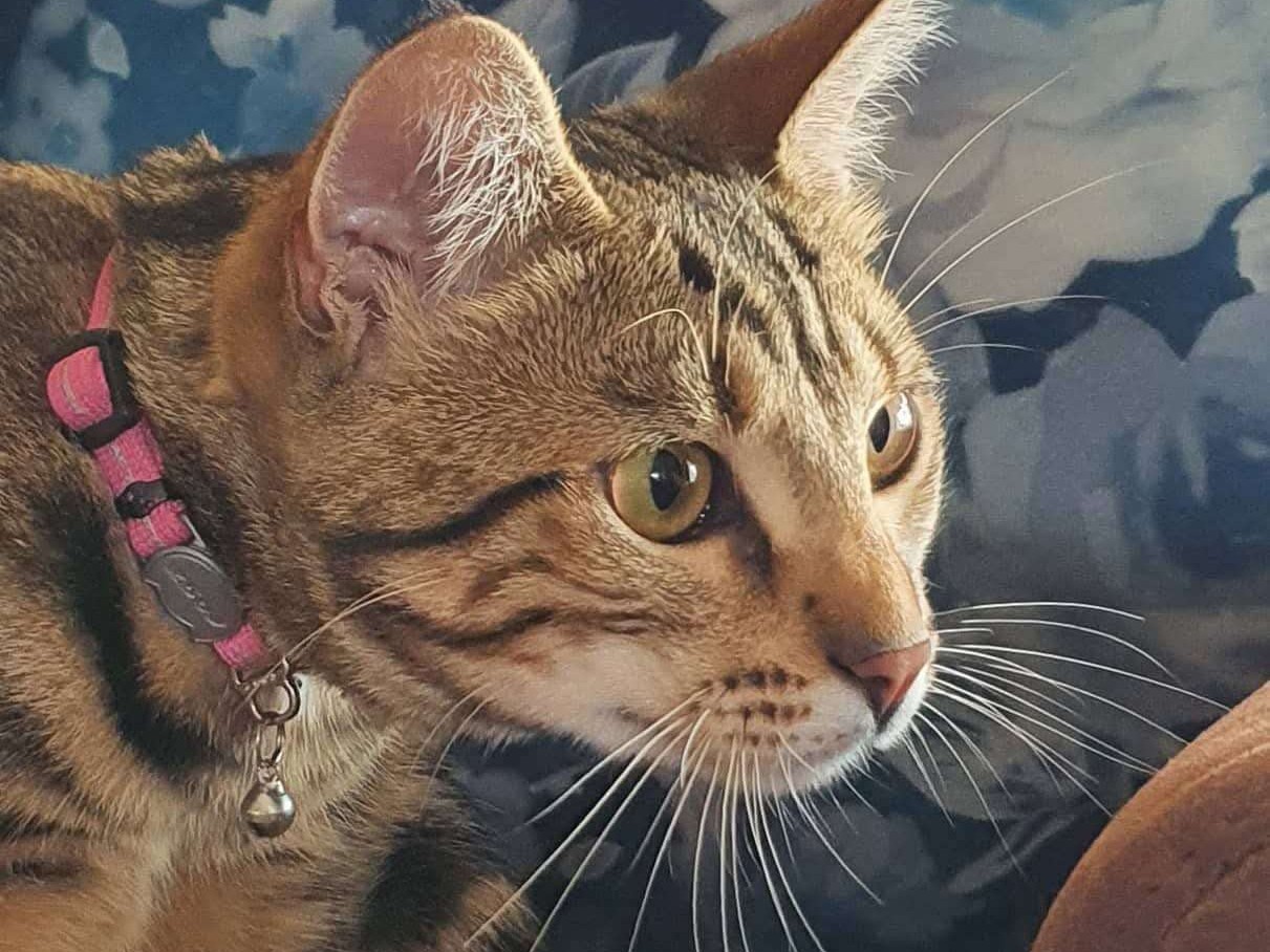 Gigi