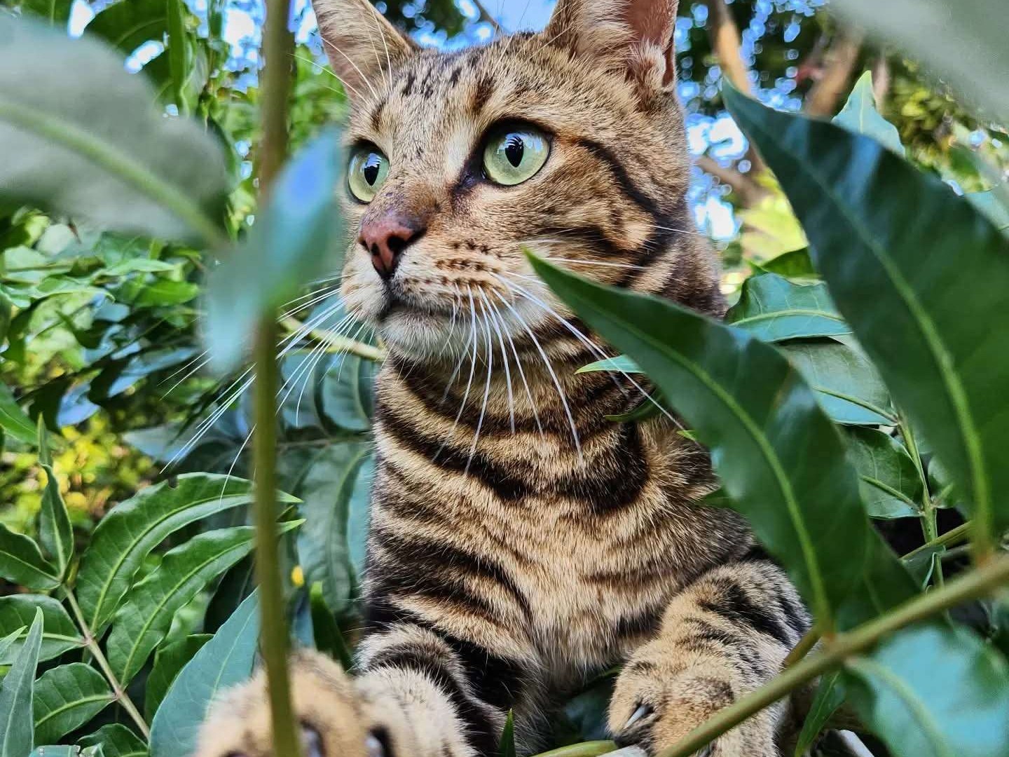 Gigi