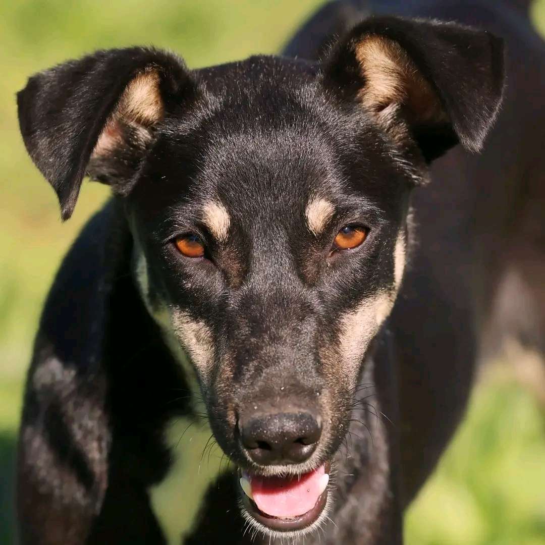 Koda