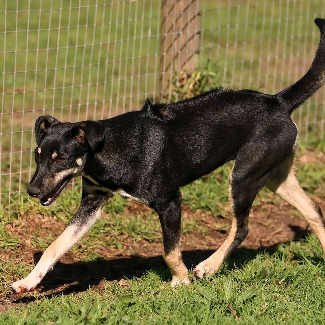 Koda