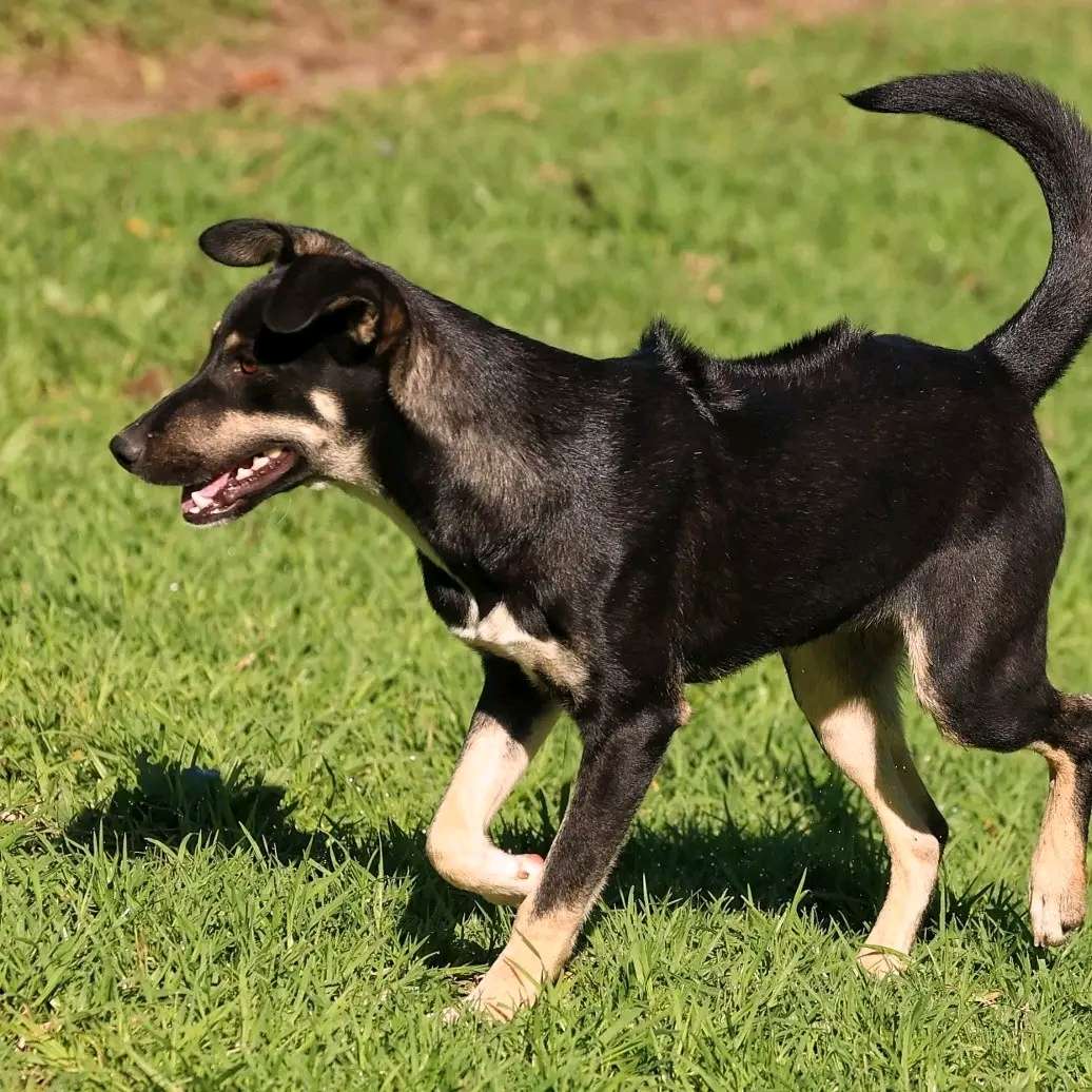 Koda