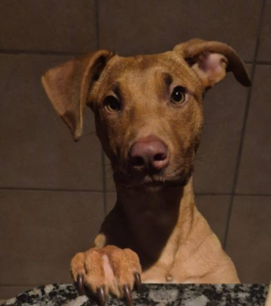 Nova 