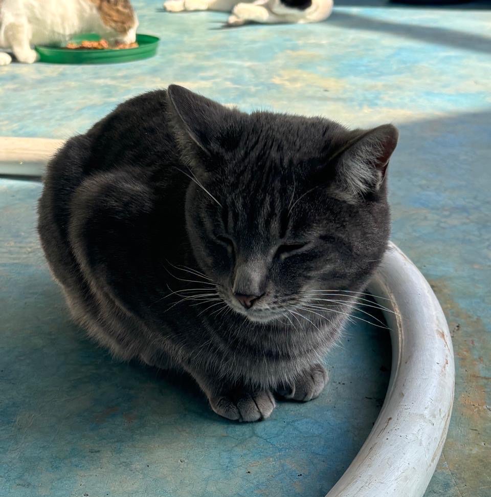 Finn