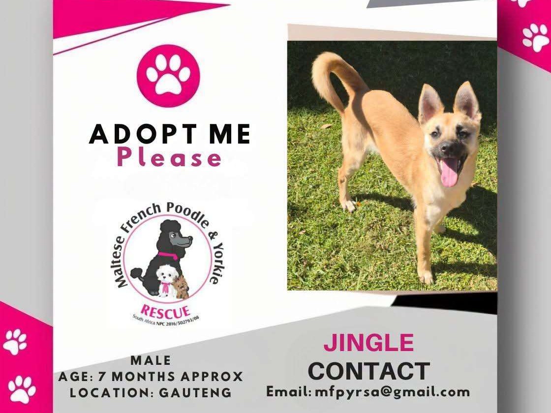 Jingle