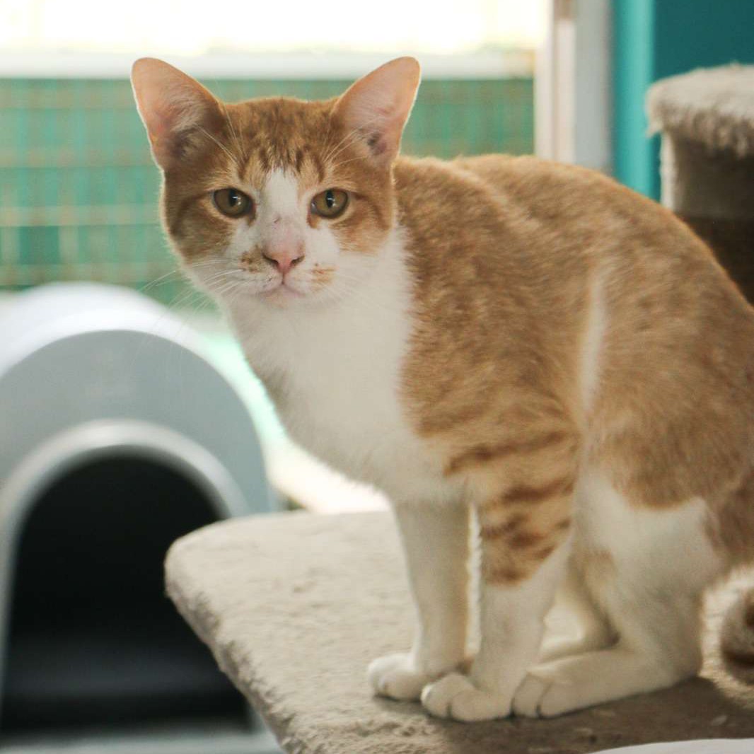 Phantom(bonded with Blackjack
