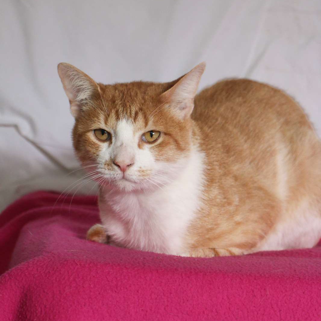Phantom(bonded with Blackjack