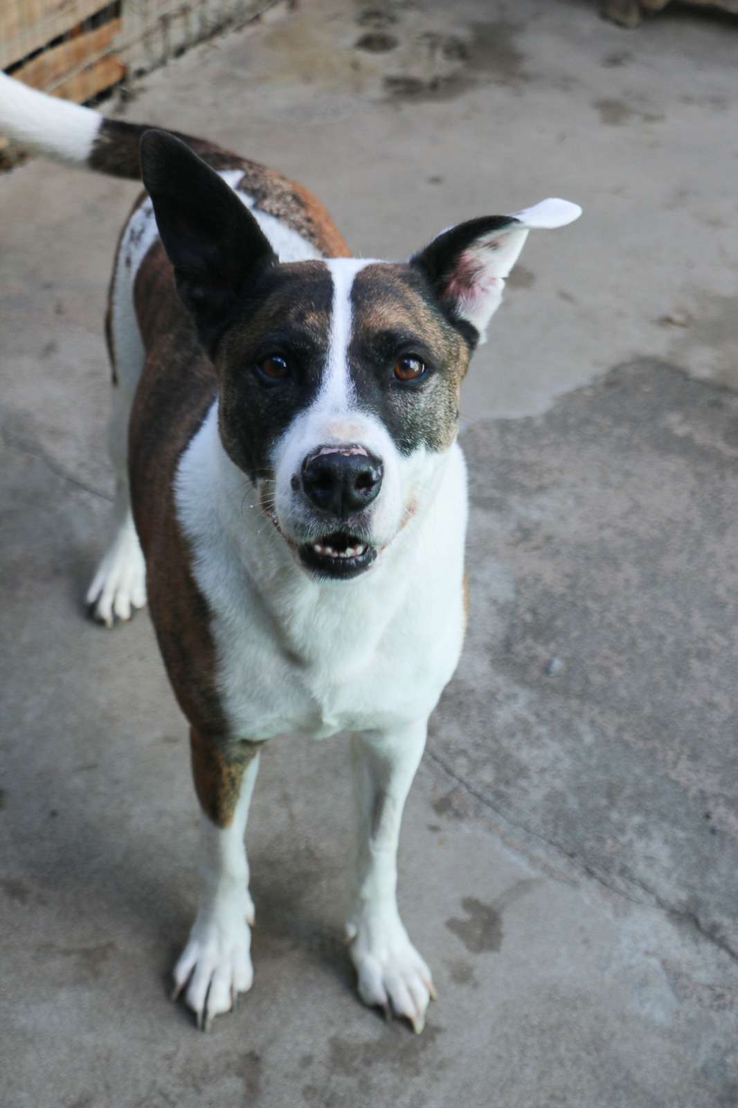 Hugo