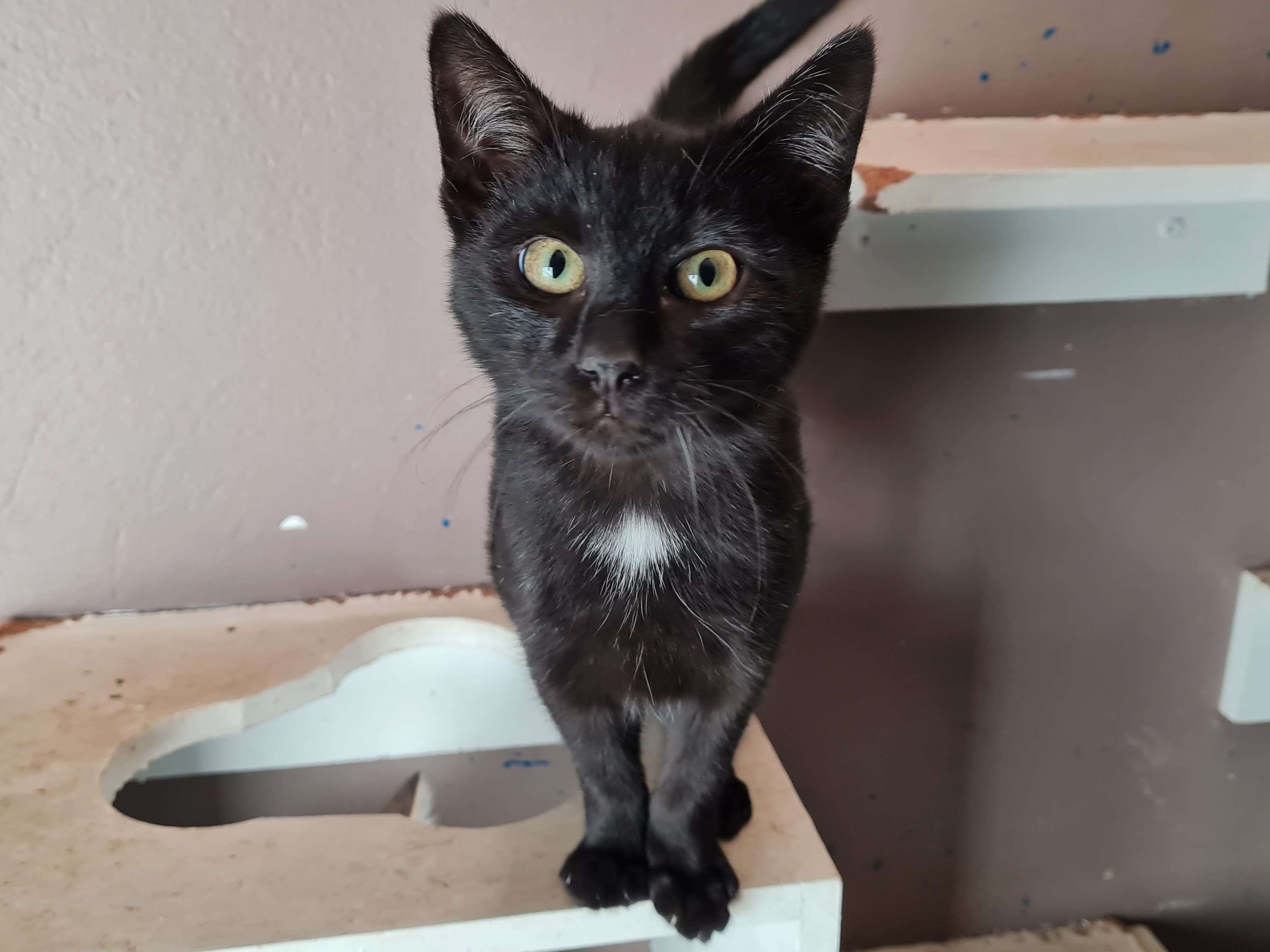 Zorro