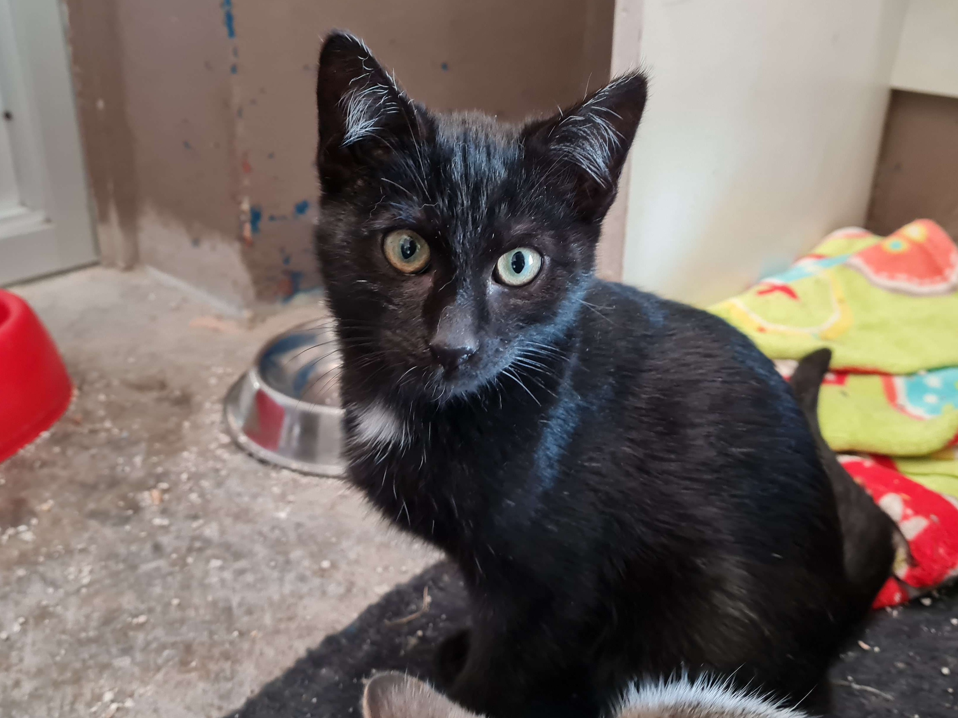 Zorro