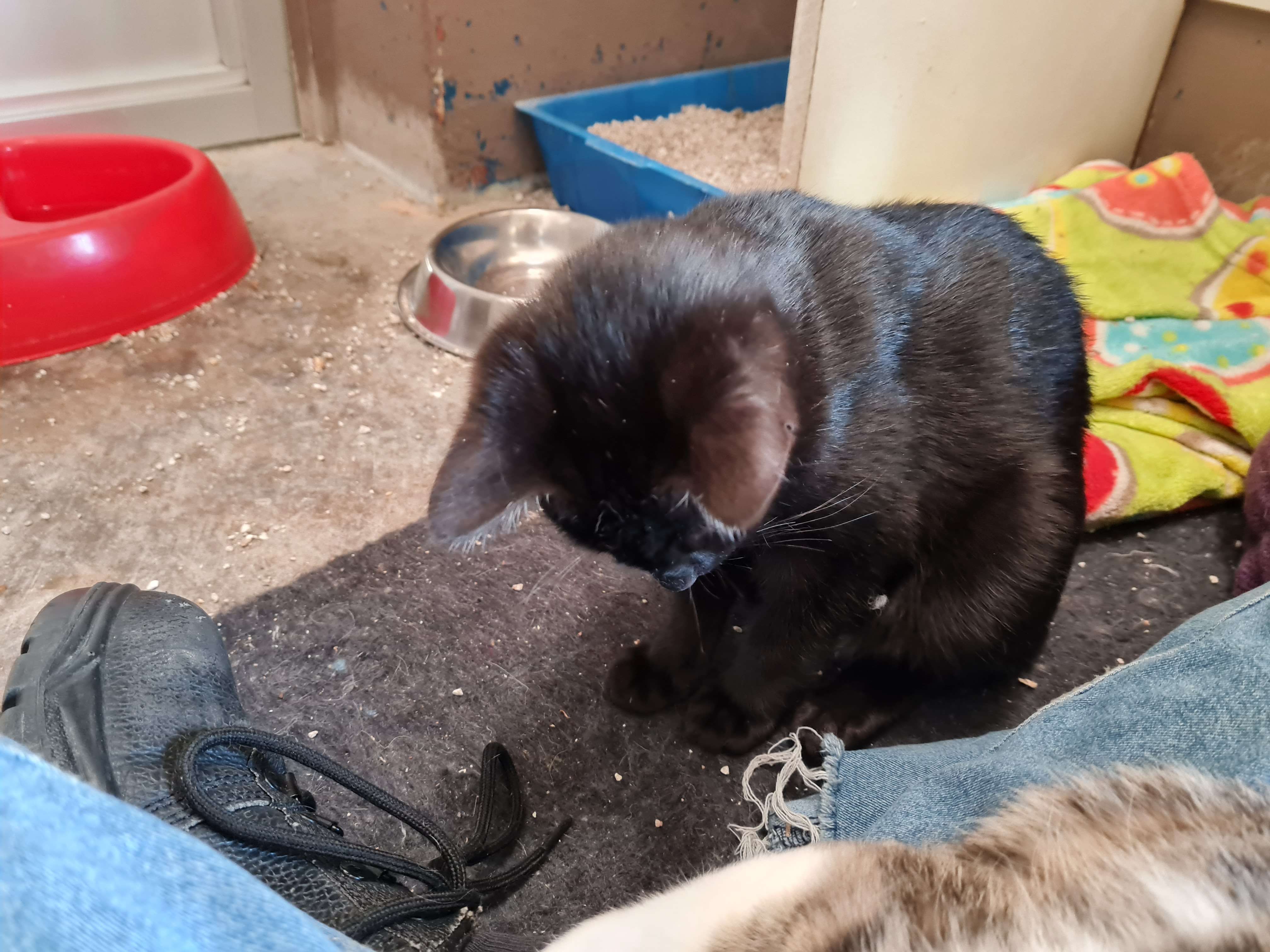 Zorro
