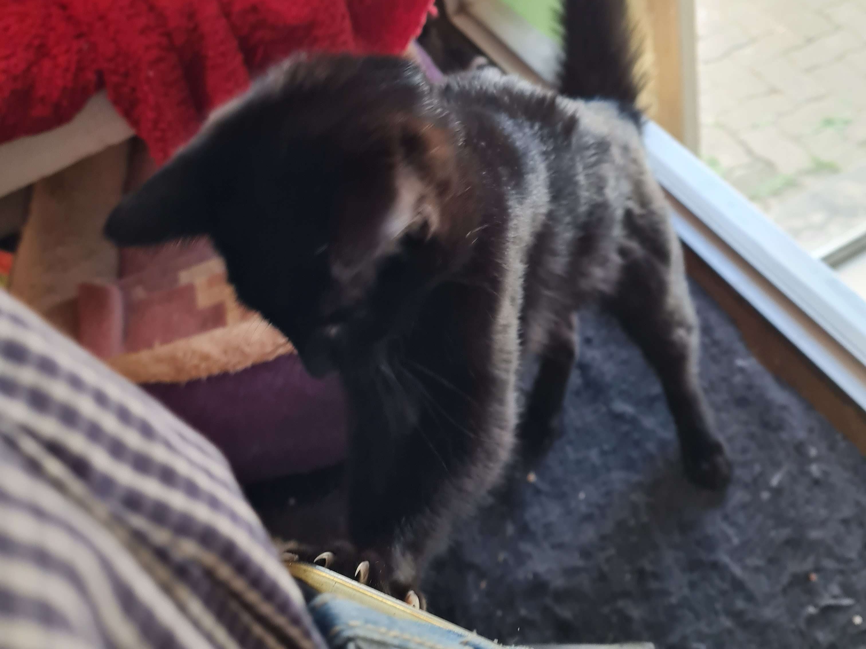 Zorro