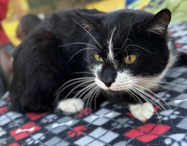 Tommy Cat