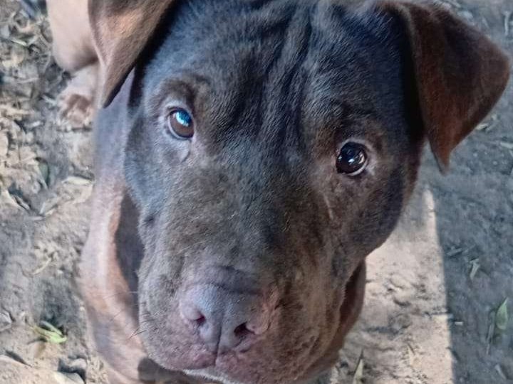 Nova