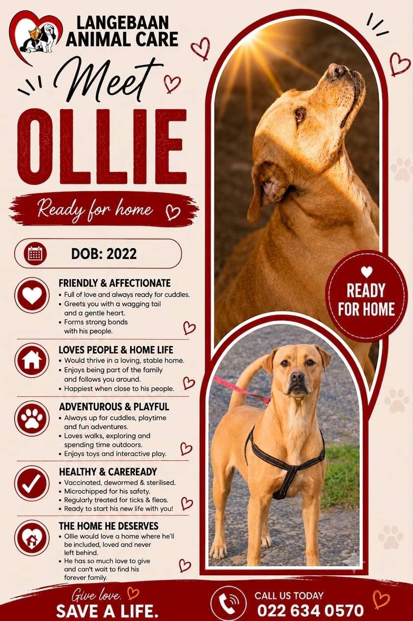 Ollie 