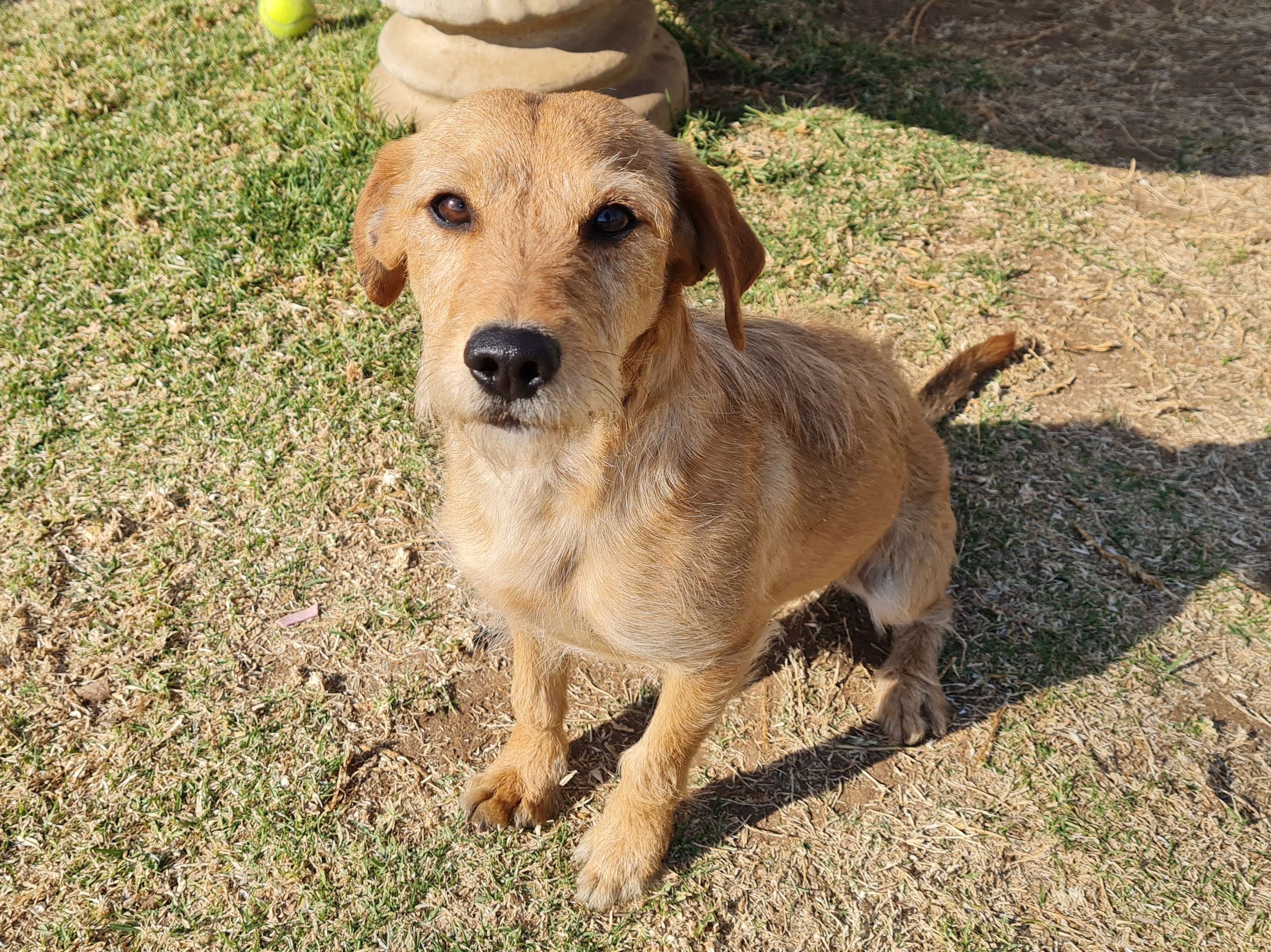 Odie