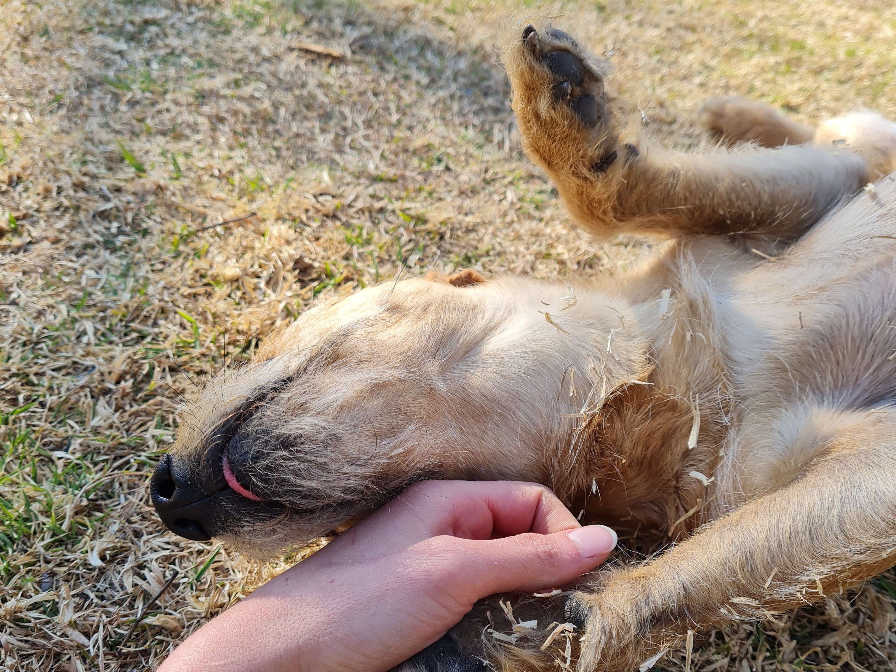 Odie