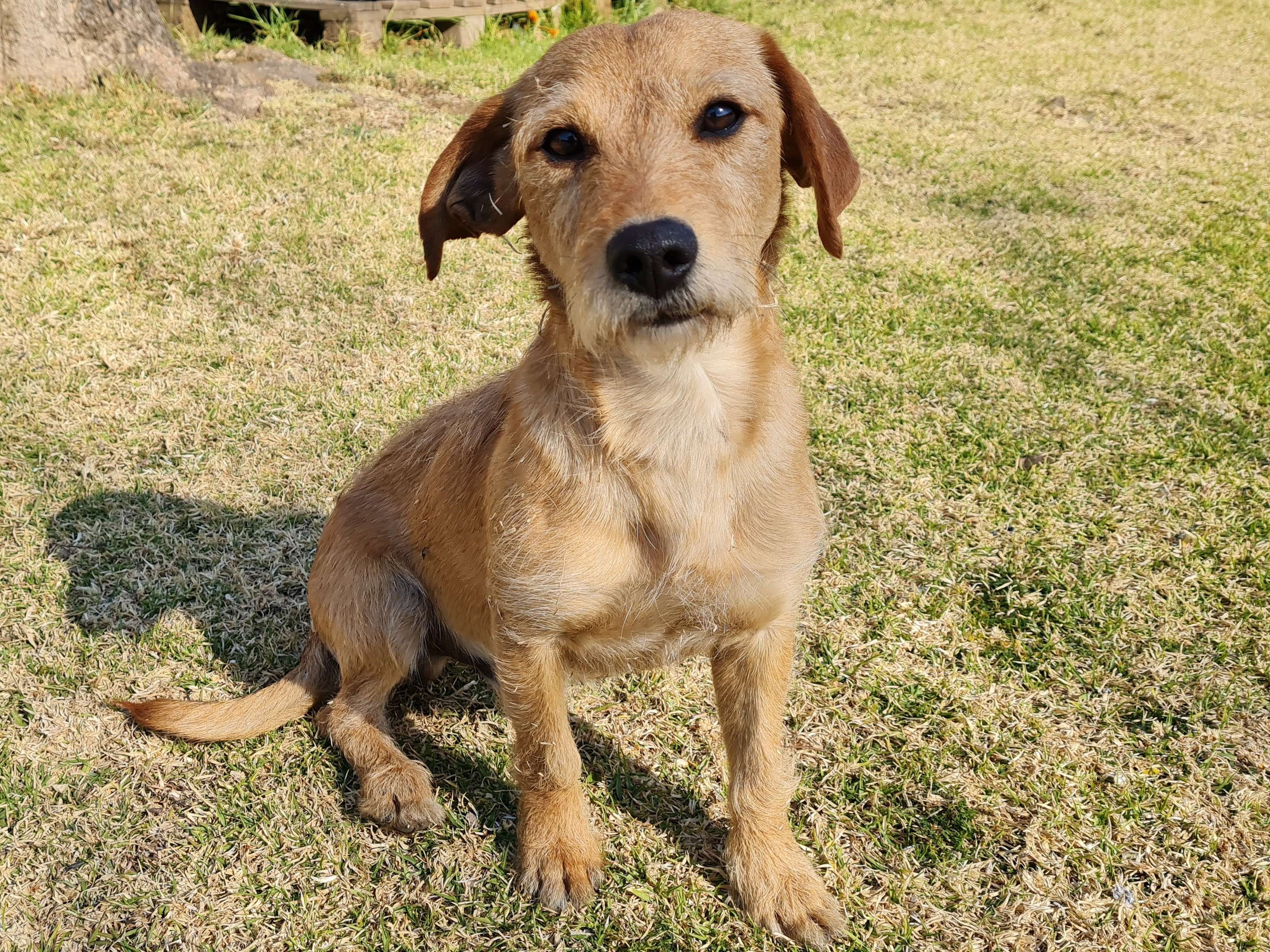 Odie