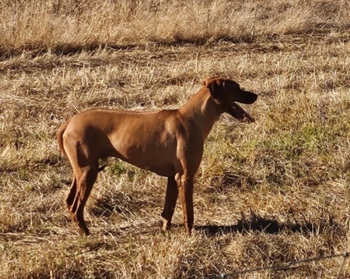 Spike