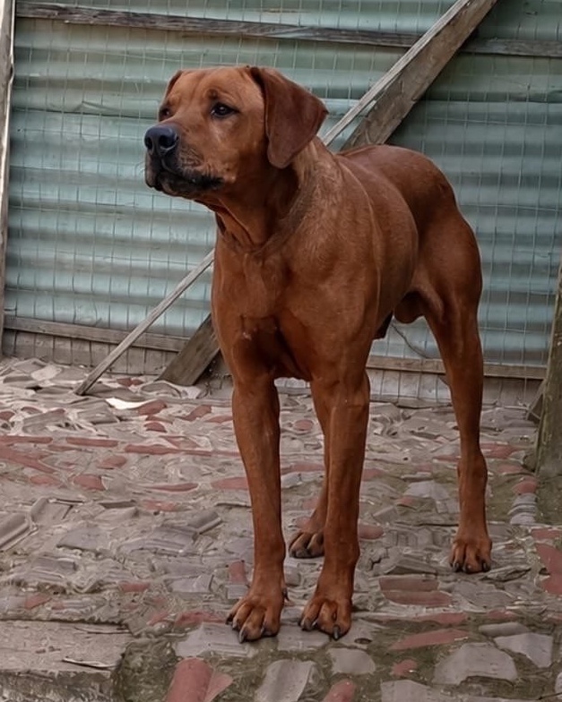 Rufus