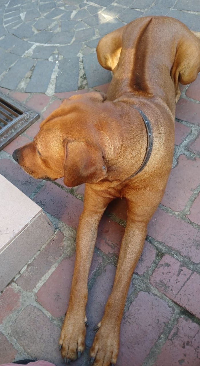 Rufus
