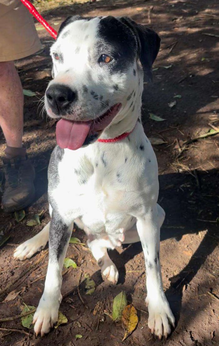 Gracie