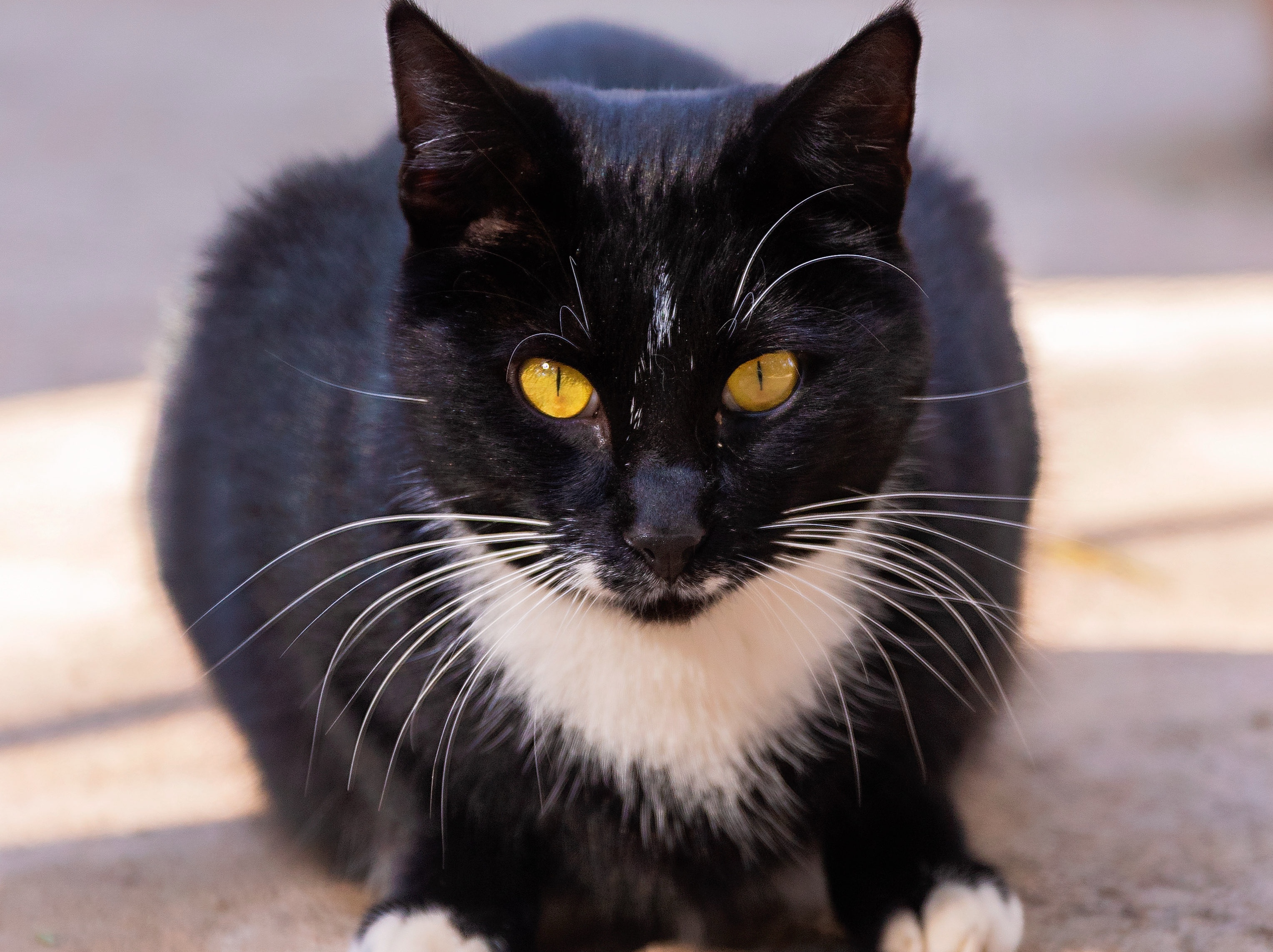 Oreo 