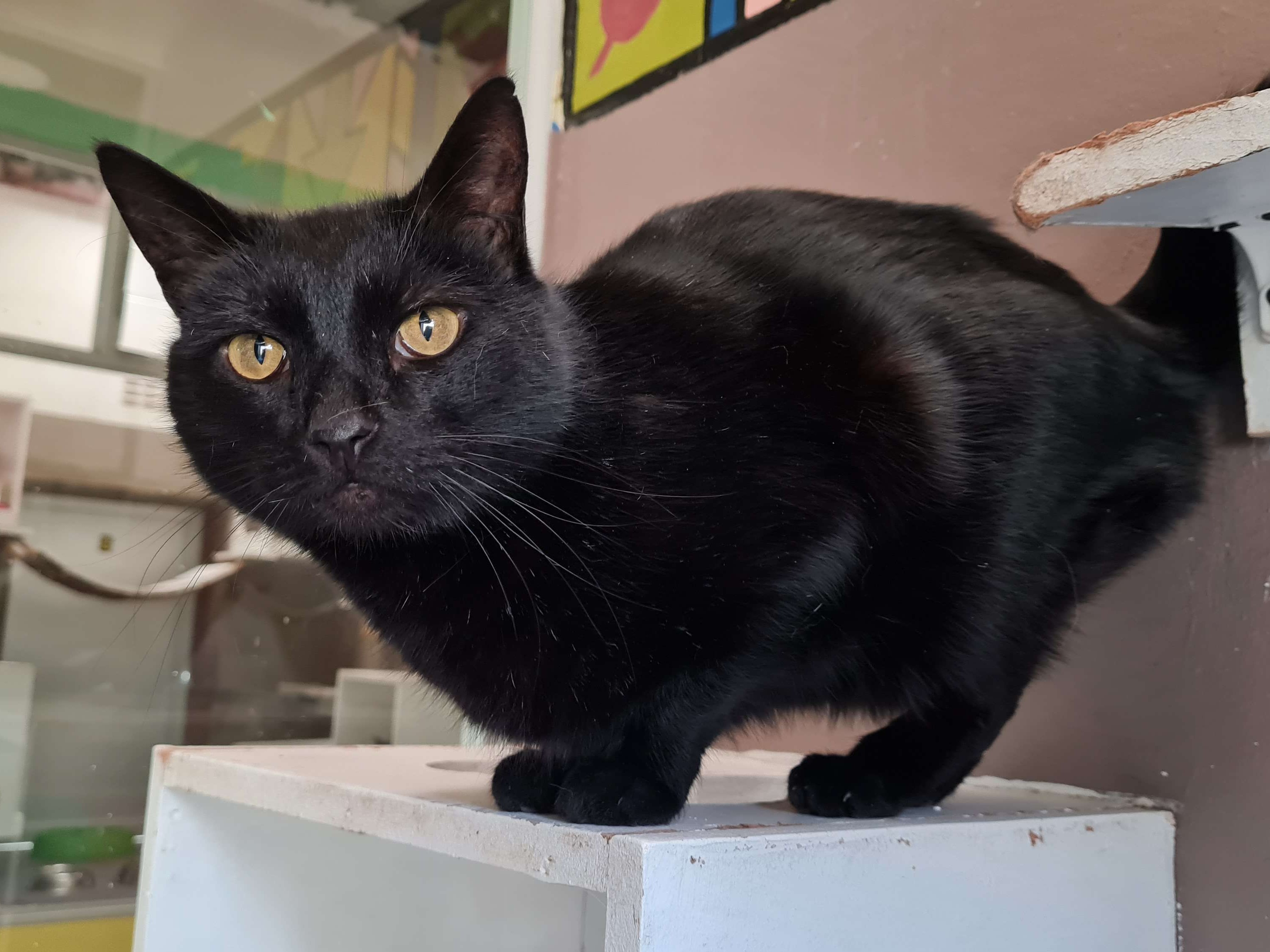 Bagheera