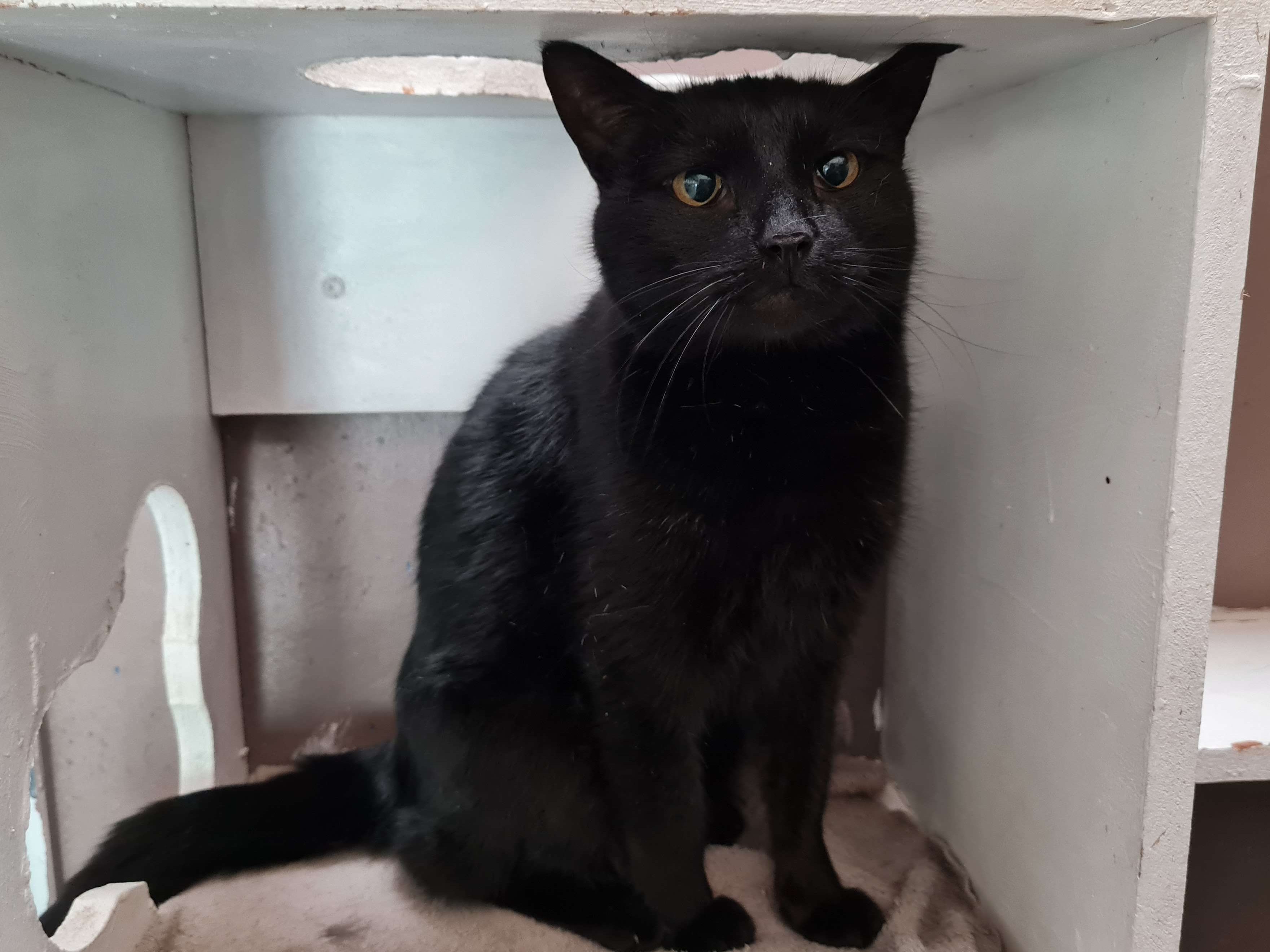 Bagheera