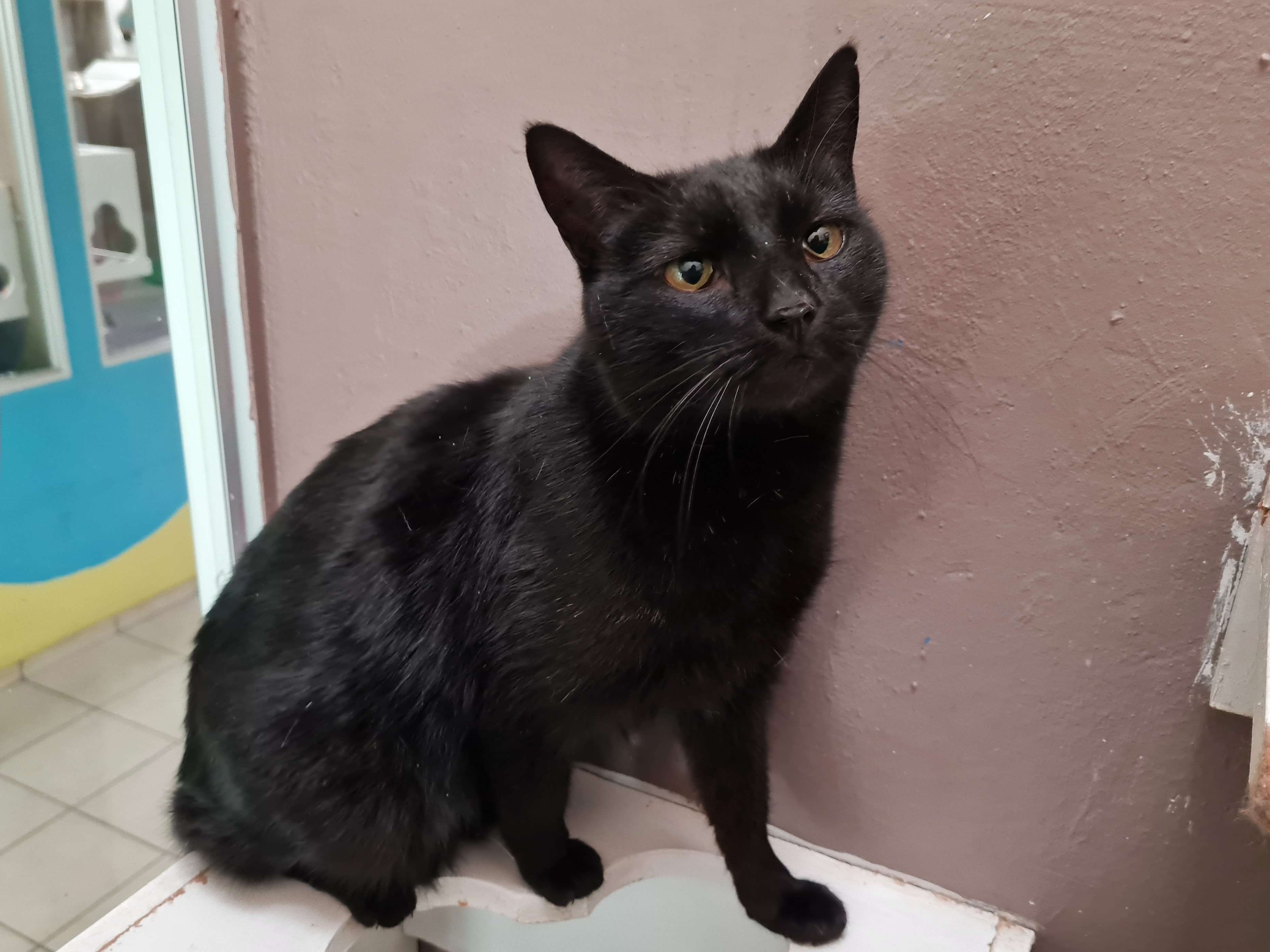 Bagheera