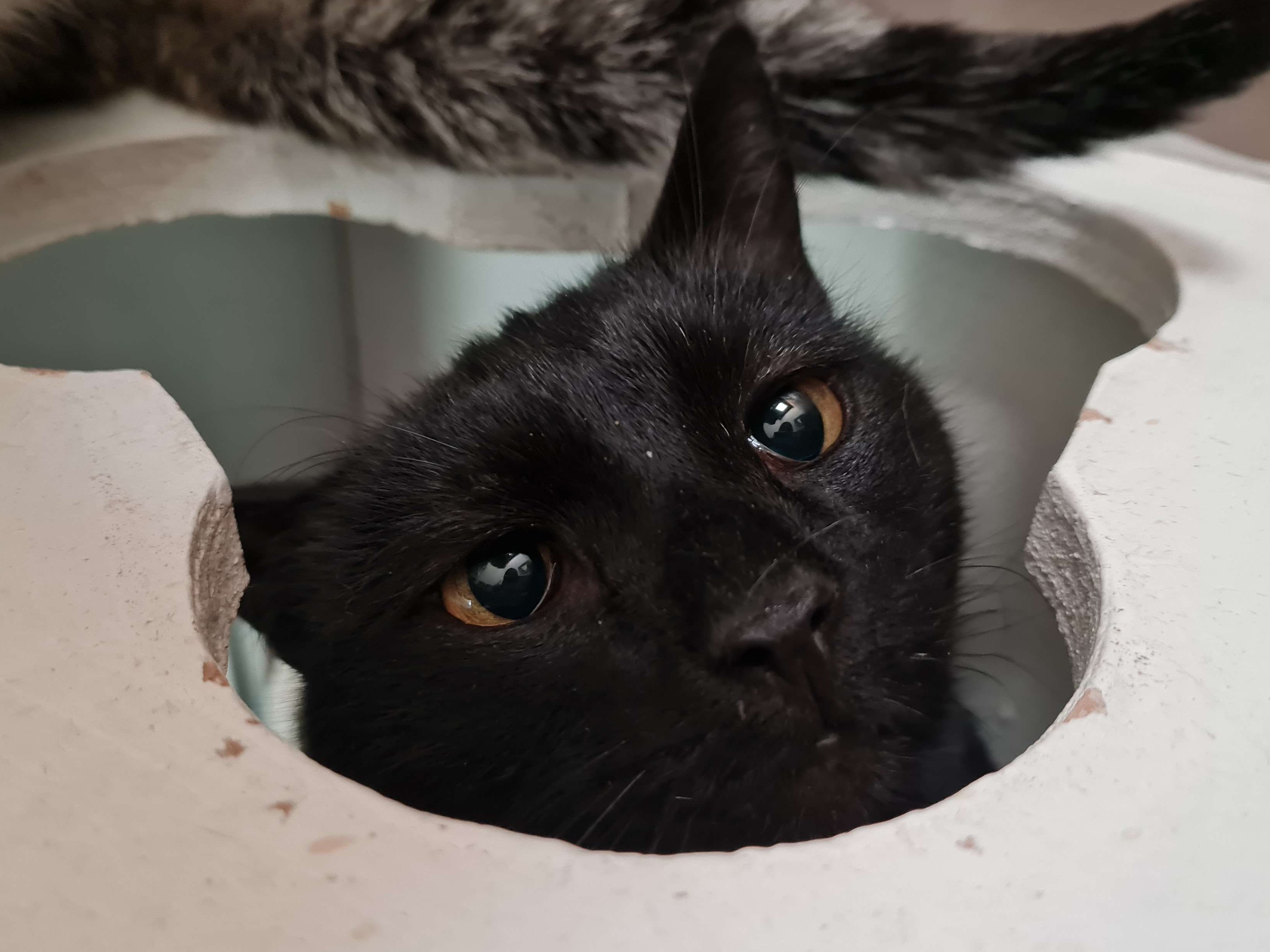 Bagheera