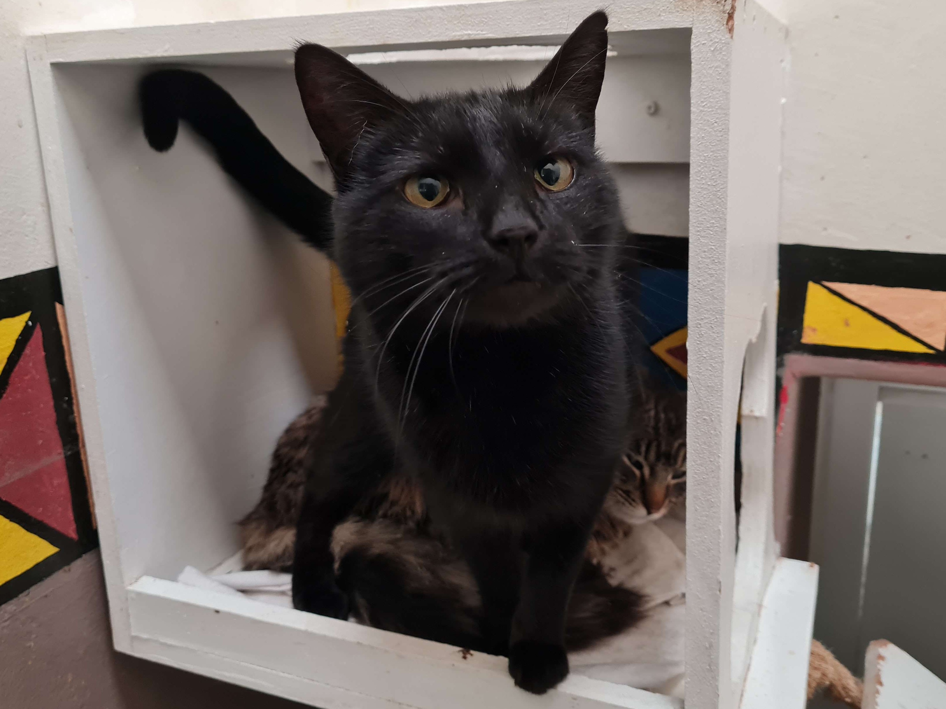 Bagheera