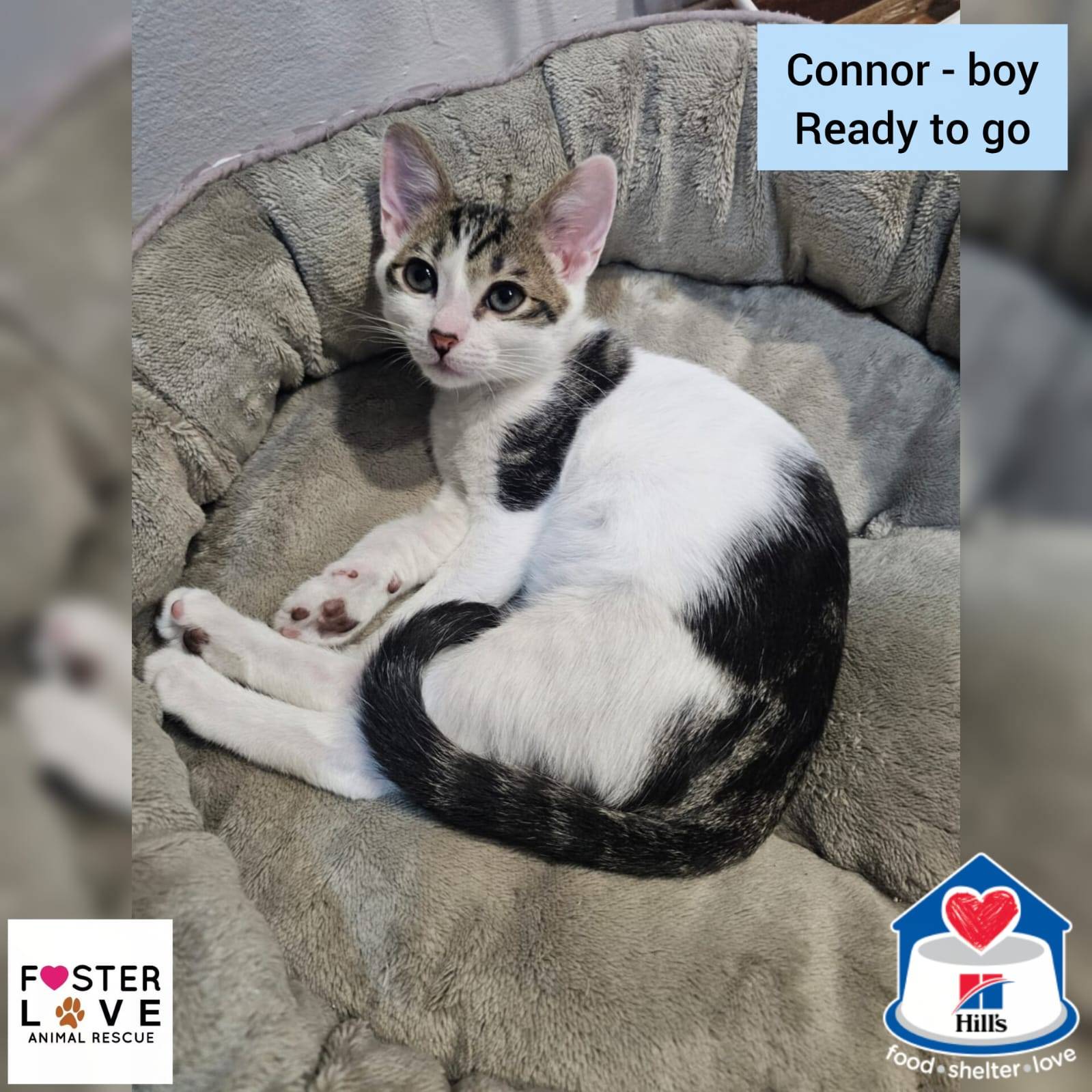 Connor