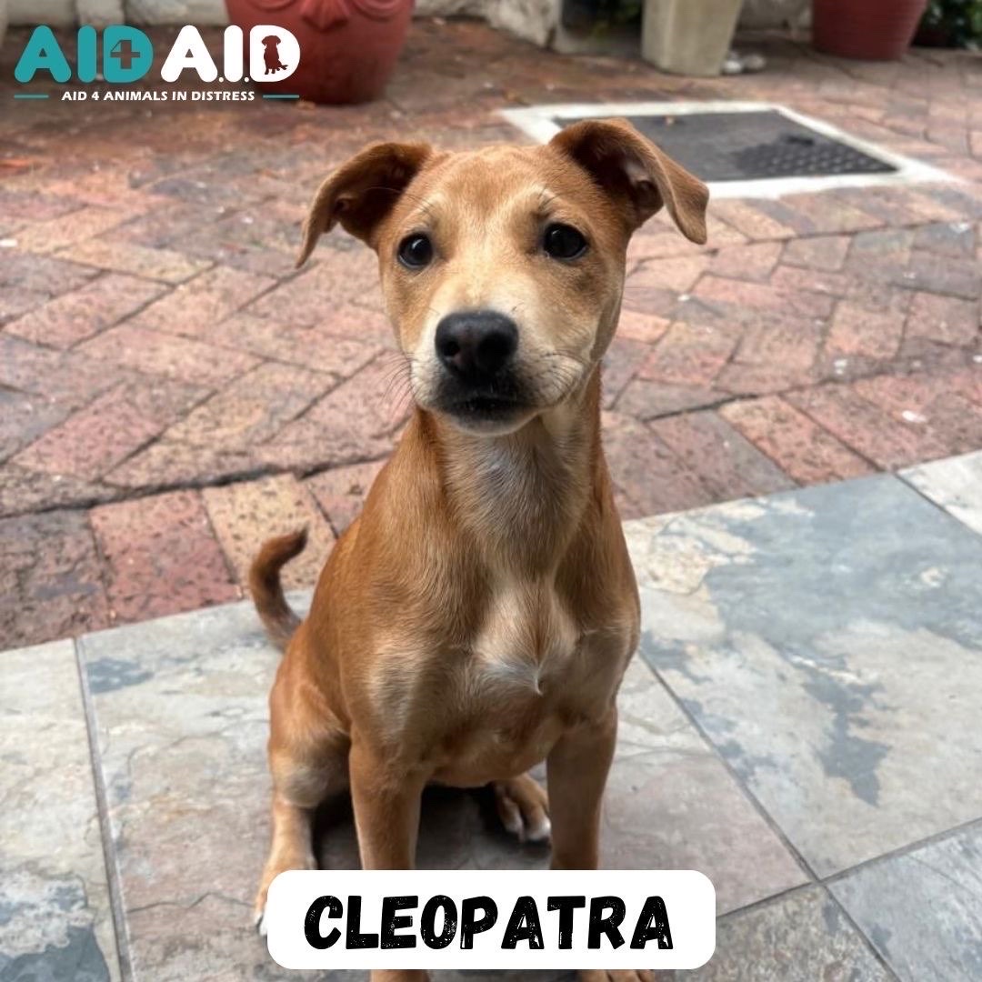 Cleopatra