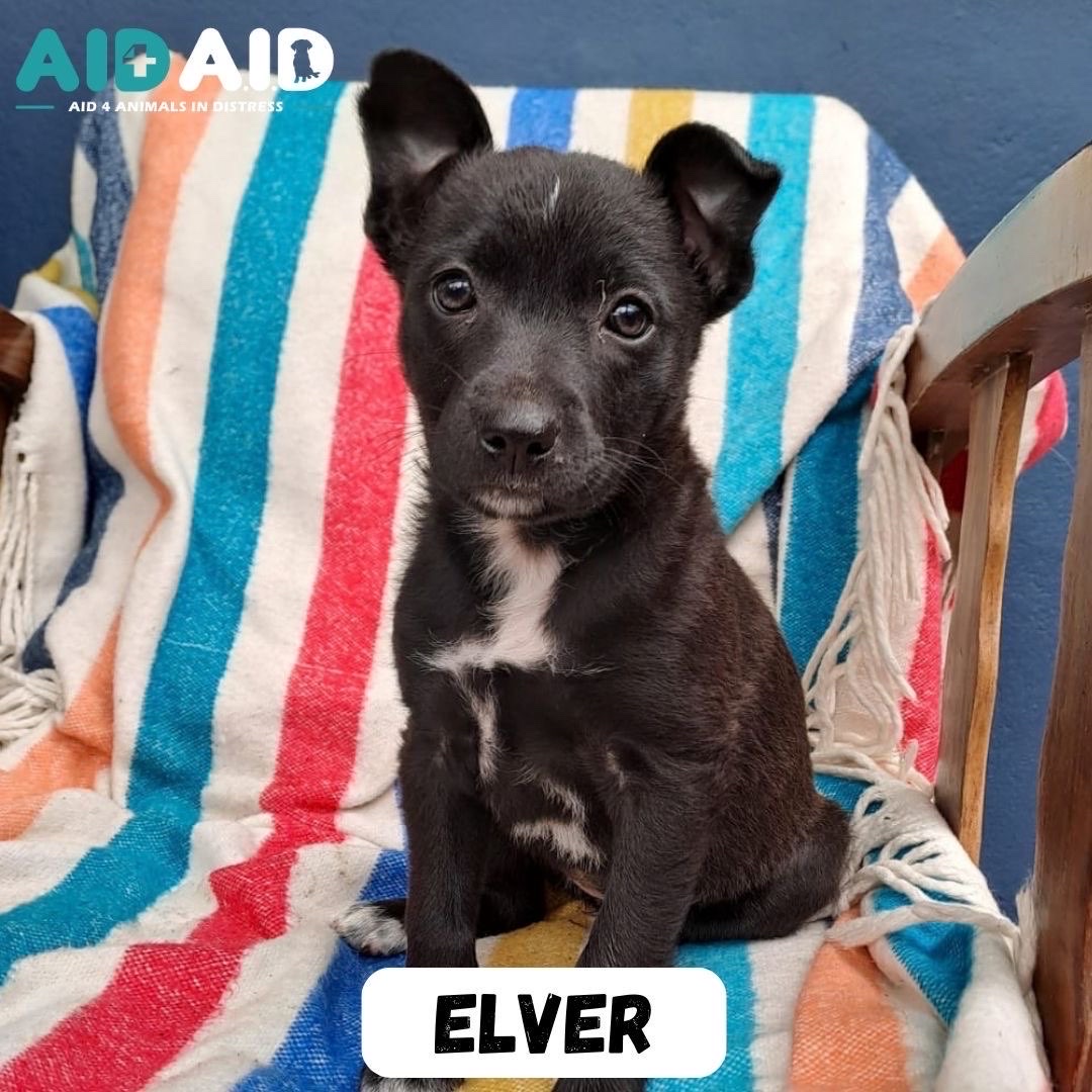 Elver