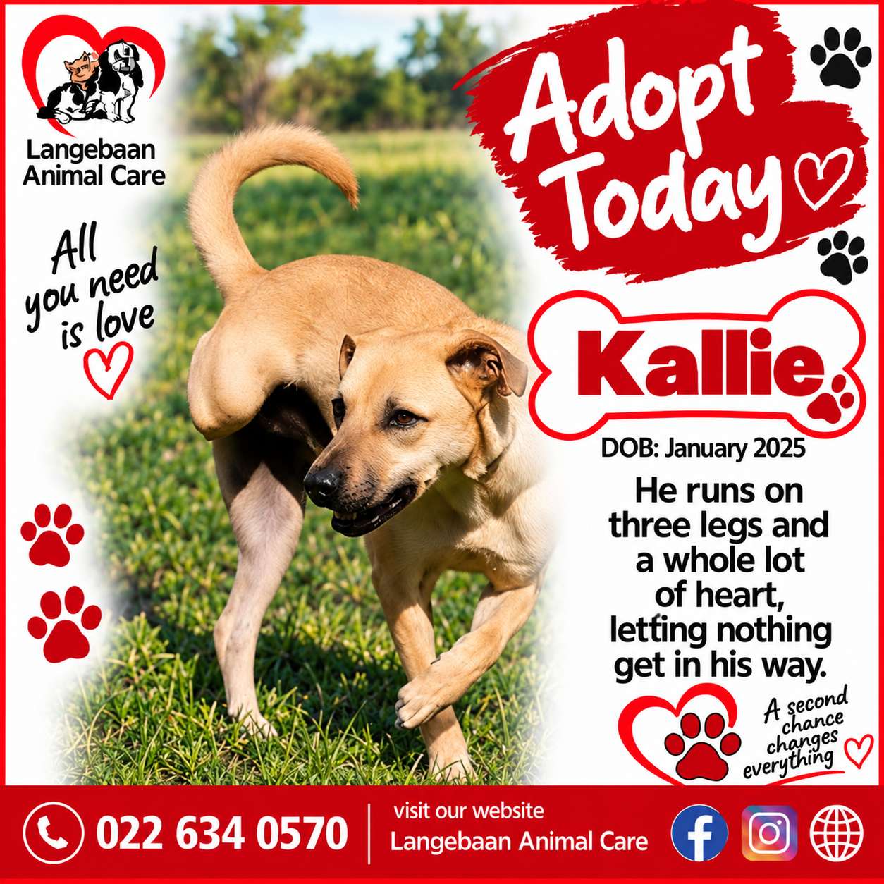 Kallie 