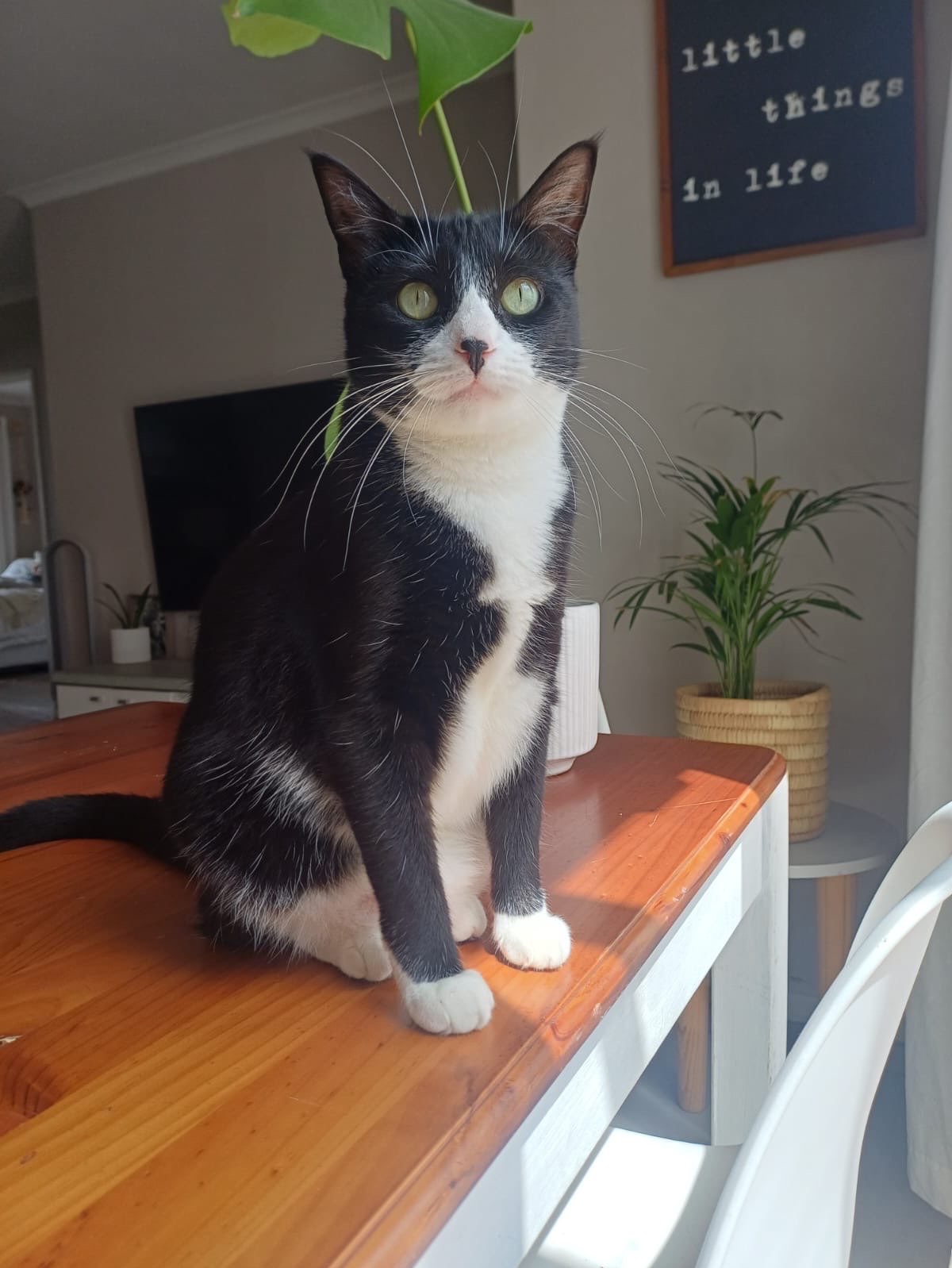 Josie