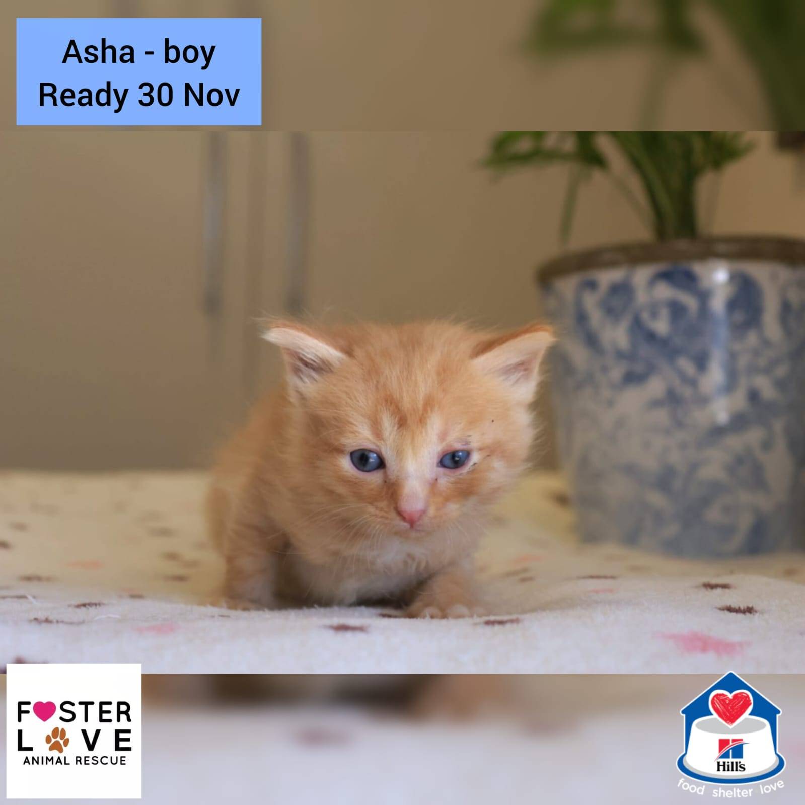 Asha
