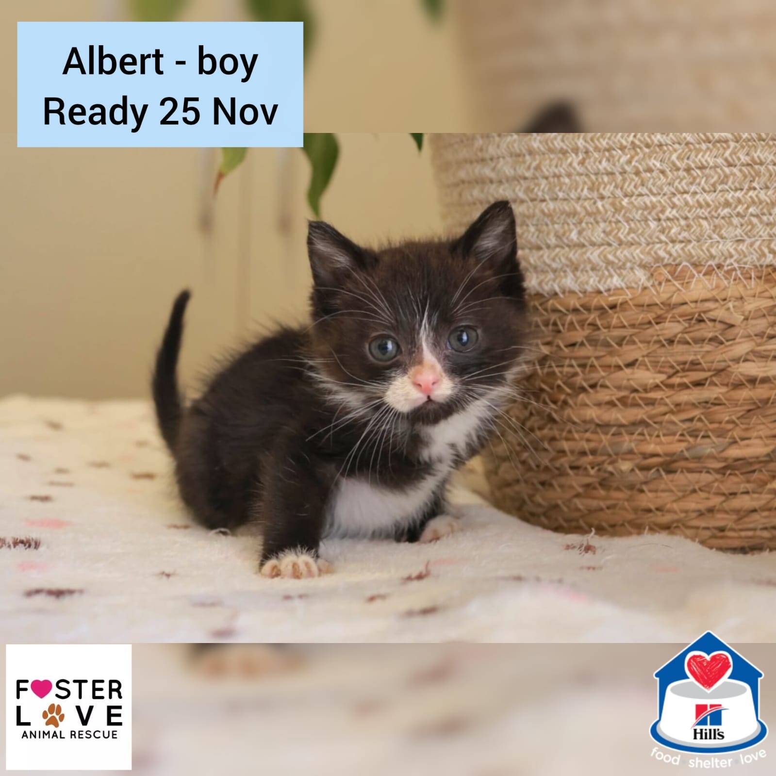 Albert