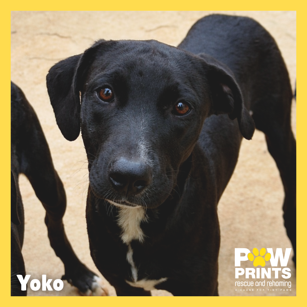 Yoko