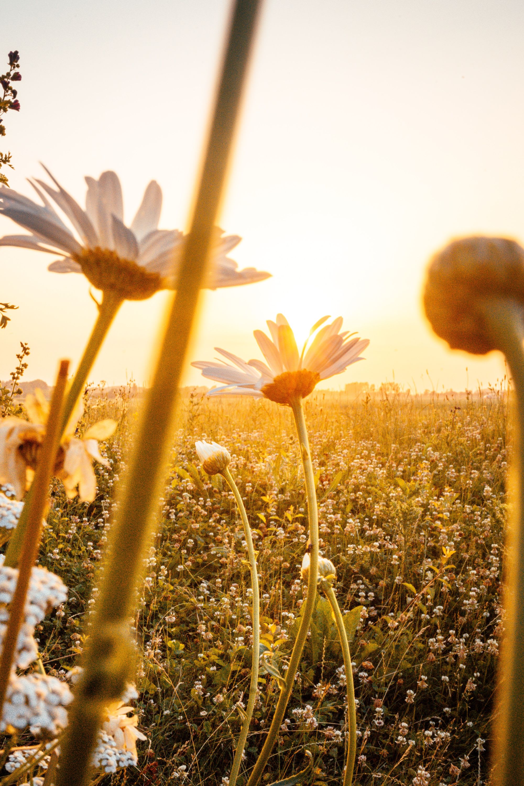 Assess the Garden, not the Seeds: Planning for Multiple Failures