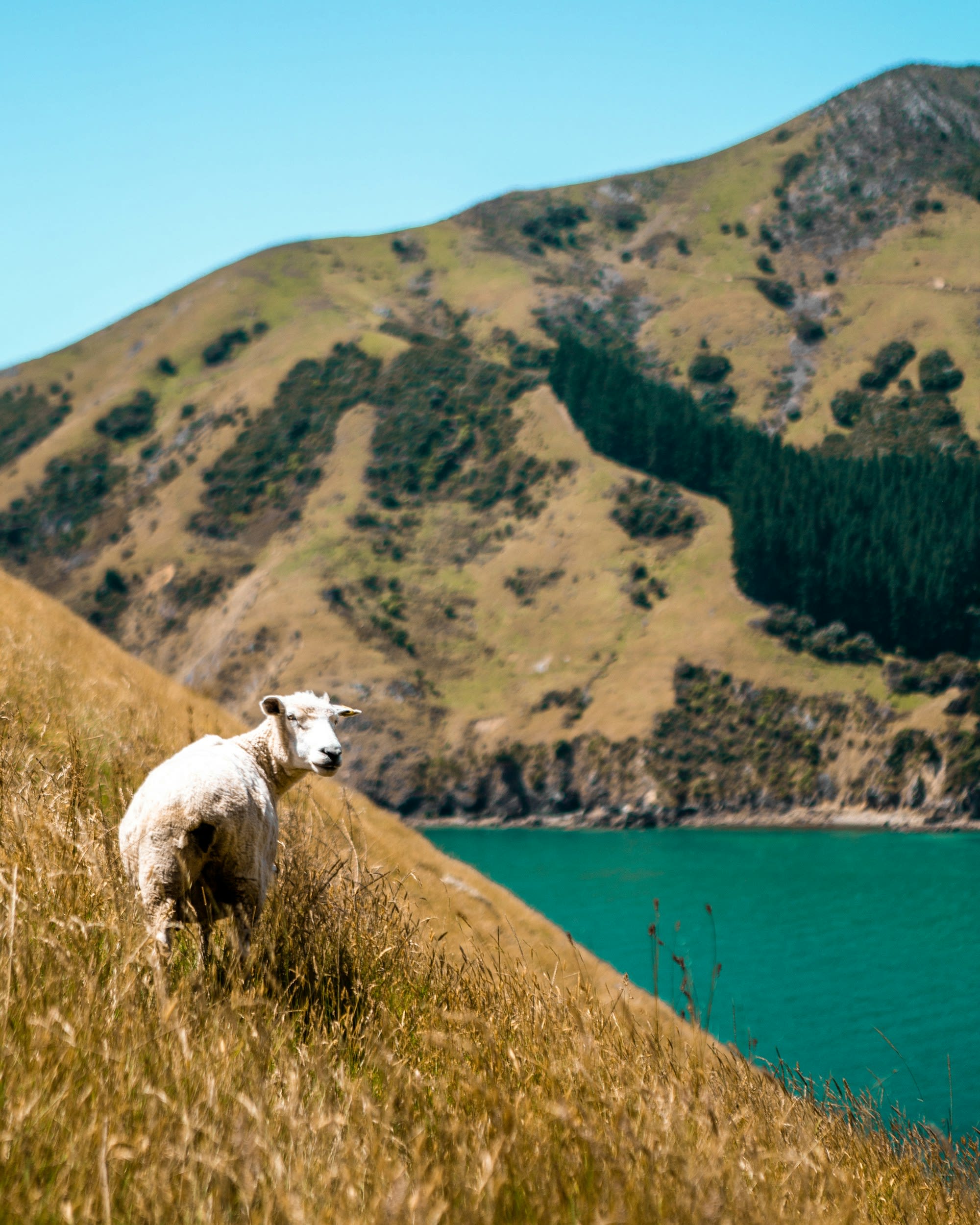 New Zealand travel 2021