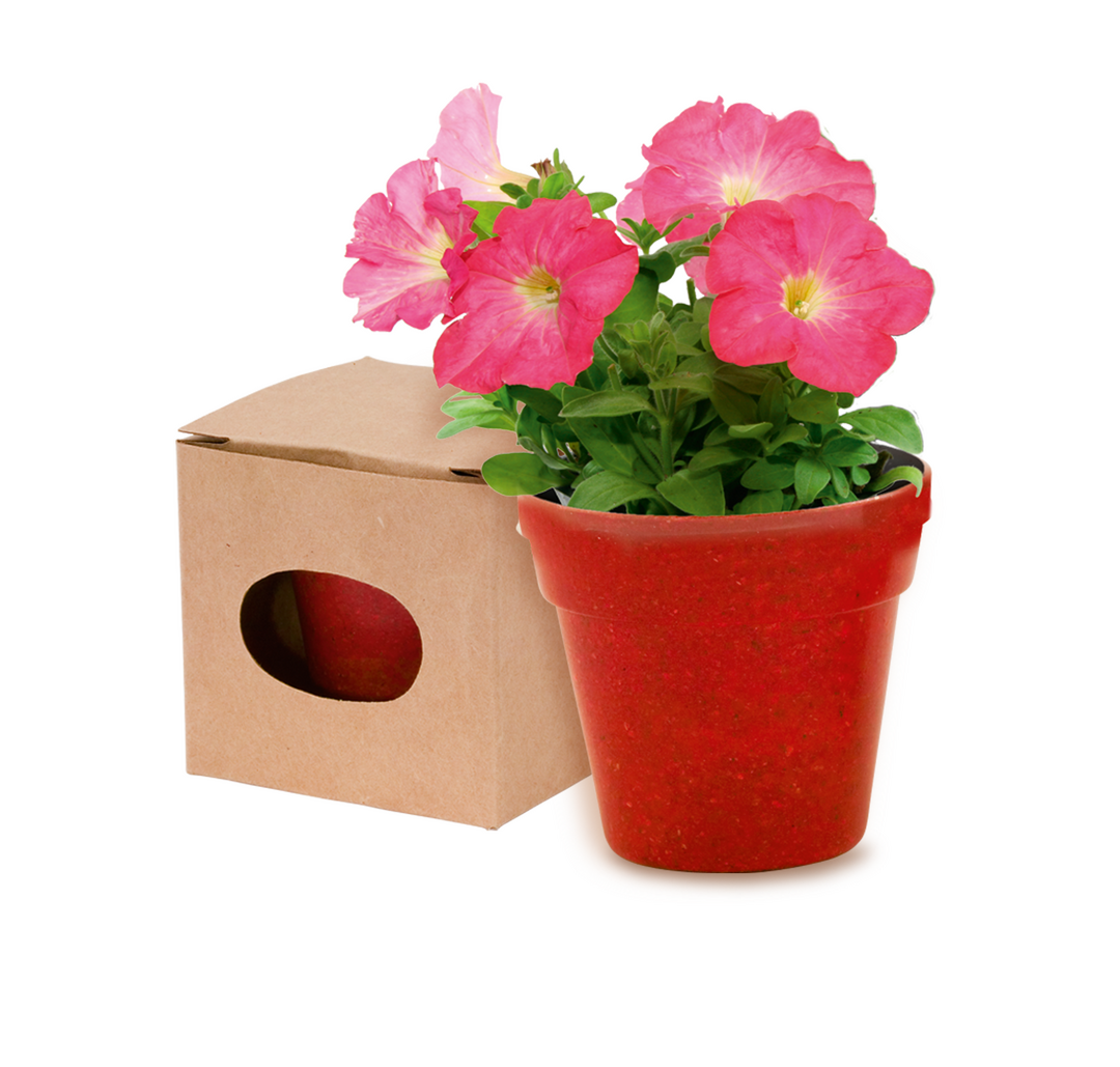 Pot de Fleurs Advert