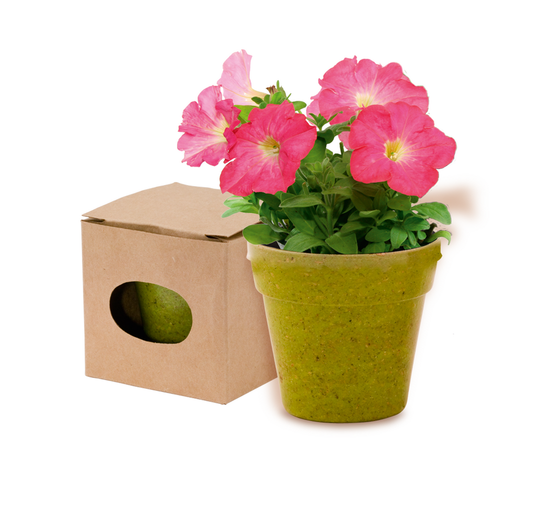 Pot de Fleurs Advert