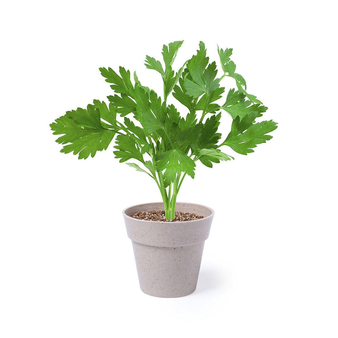 Set Pot de Fleurs Nertel