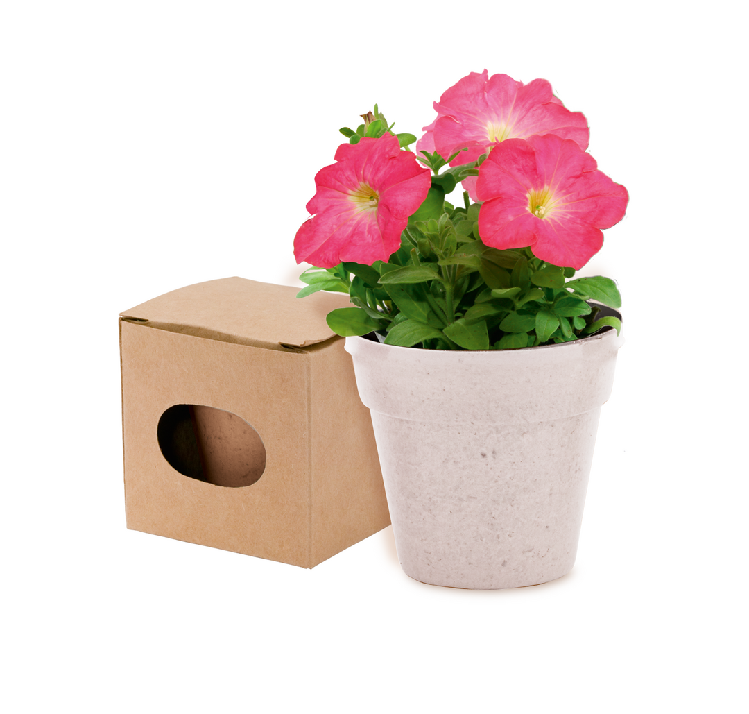 Pot de Fleurs Advert