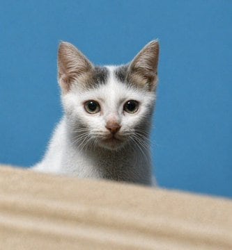Photorealistic 8K Pet Photo Restoration AI image template preview