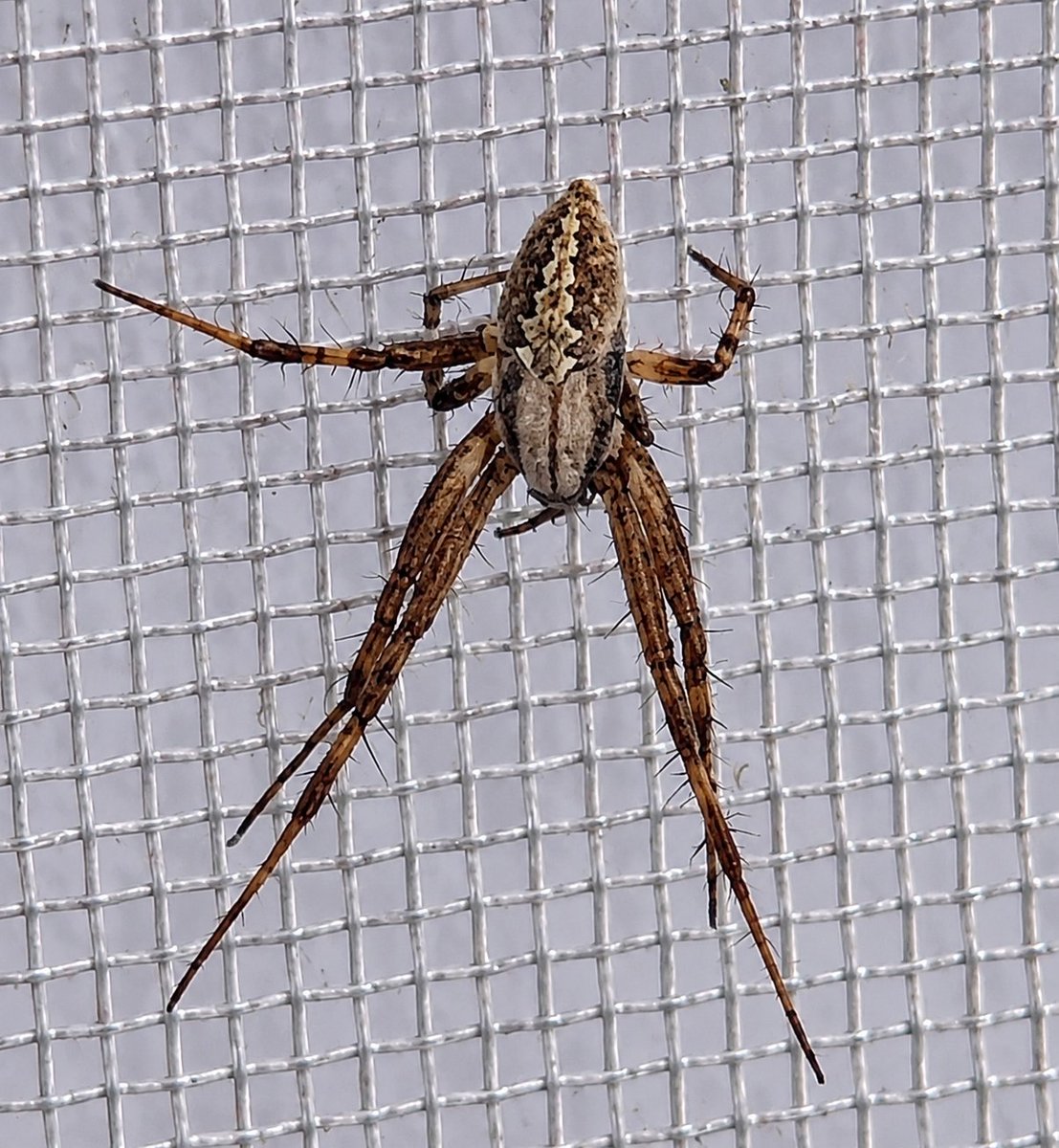 Enhanced Spider Macro Photo AI image template preview