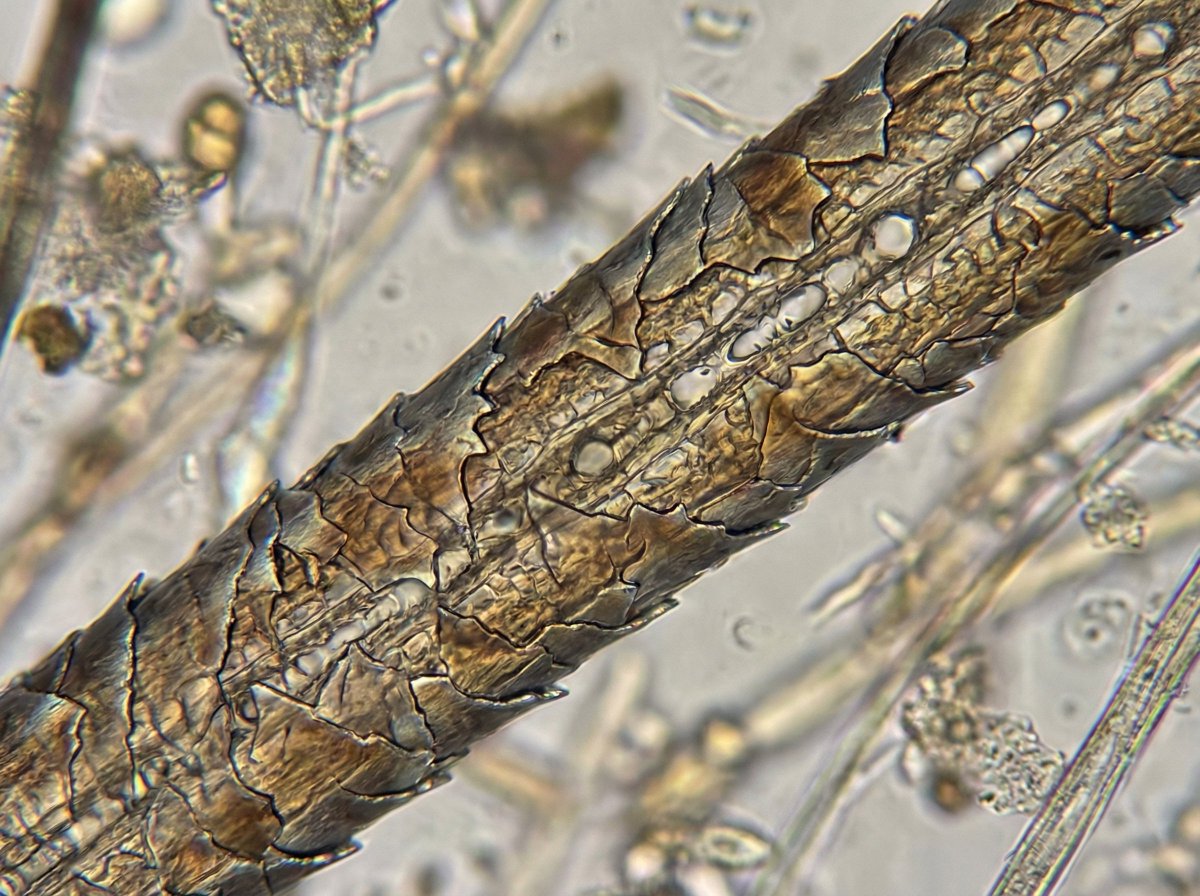 Microscopic View of a Subject AI image template preview